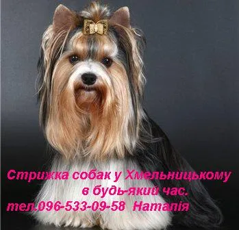 Стрижки собак