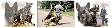 Клуб службового собаківництва — фото 1