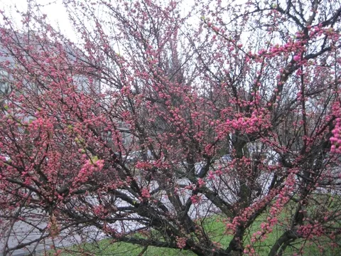 Цього року сакура розквітла раніше, ніж у попередні роки (Фото) — фото 1