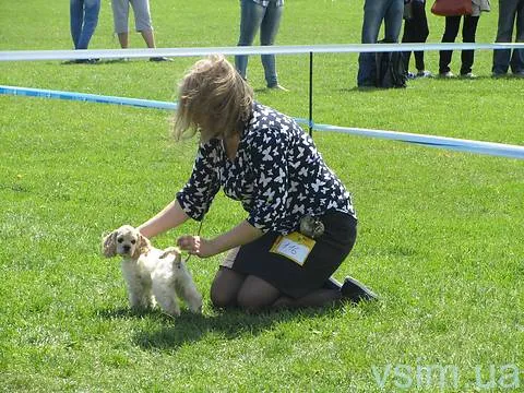 До Хмельницького з’їхались собаководи з кількох областей України (Фоторепортаж) + (Відео) — фото 1