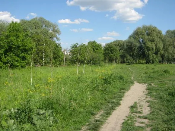 У Хмельницькому дерева, які садили громадою, за рік пішли на розпалку — фото 1
