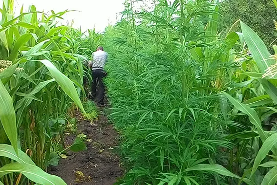 60-річна пенсіонерка виростила на городі плантацію конопель (фото) — фото 1