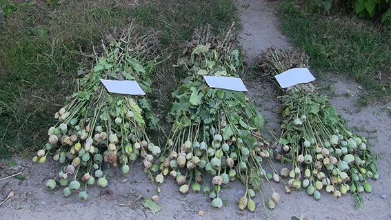 У 76-річної жінки вилучили близько 500 кущів опіумного маку — фото 1