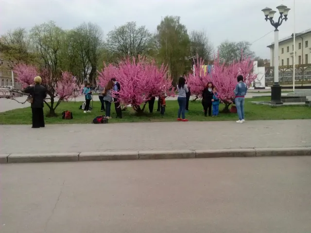 У Хмельницькому зацвіла сакура — фото 2