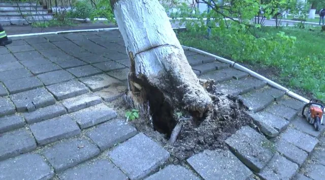 У Хмельницькому районі дерево впало прямо на протитуберкульозний диспансер — фото 1