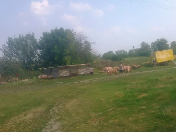 В Ізяславському районі під час пожежі врятовано 154 свині — фото 1