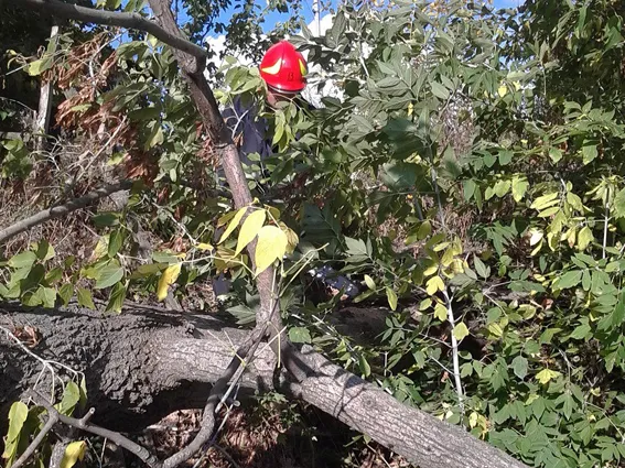 В Ізяславі впало дерево на допоміжну будівлю — фото 1