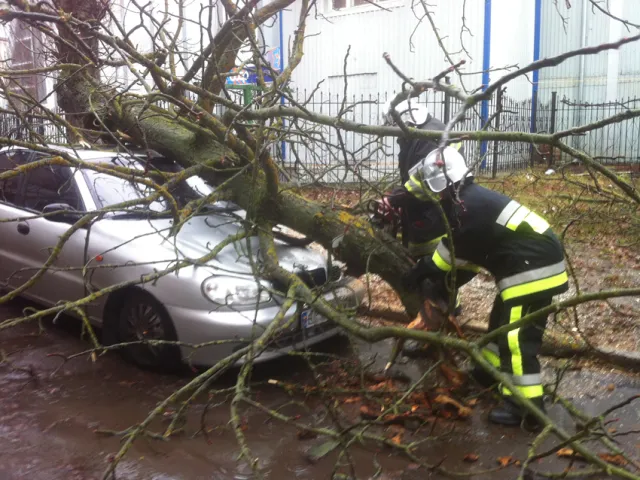 В Хмельницькому на автомобіль «Daewoo» впало дерево — фото 1
