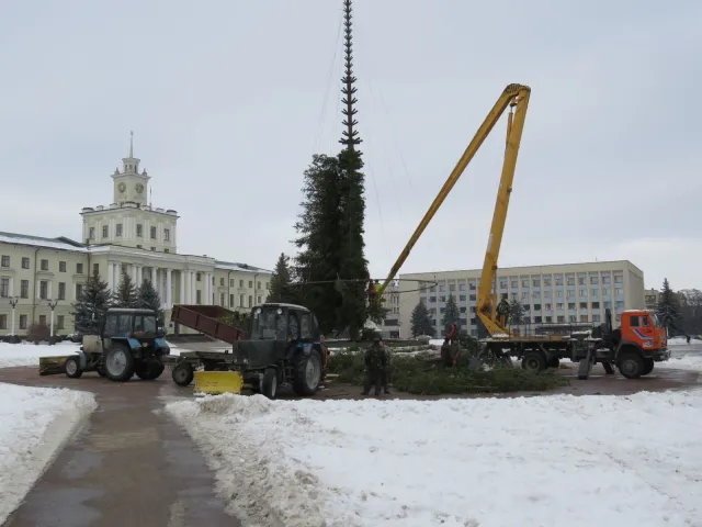 Новорічні ялинки після переробки використають для опалення теплиць — фото 2