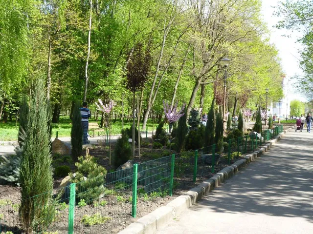 У парку імені Чекмана зацвіла сакура — фото 3