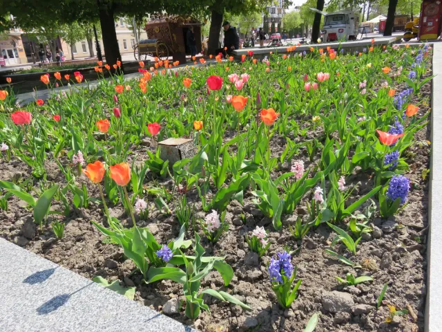На вулицях Хмельницького з'явиться 300 нових підвісних клумб — фото 7