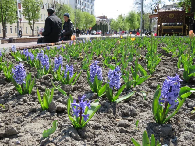 На вулицях Хмельницького з'явиться 300 нових підвісних клумб — фото 9